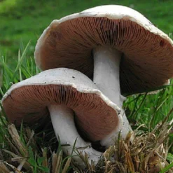 Champignon Poeder Agaricus camprestis Biologisch