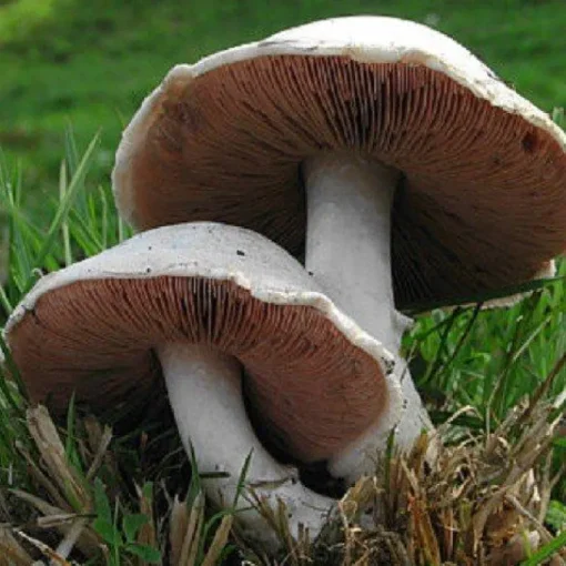 Champignon Poeder Agaricus camprestis Biologisch