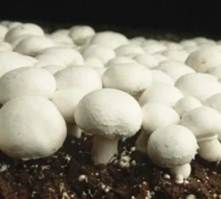 Champignon Poeder Agaricus Bisporus Biologisch