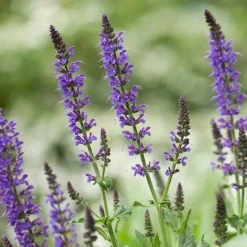 Chia Zaden Zwart Biologisch