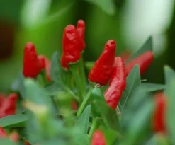 Chili Bird Eye Heel 90.000 - 200.000 SHU kiemarm Biologisch