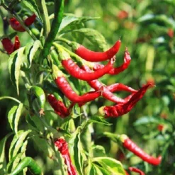 Chili Crushed Kids 3000 SHU kiemarm Biologisch