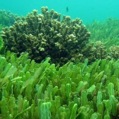 Chlorella Poeder Biologisch