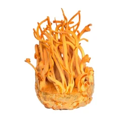 Cordyceps Sinensis Extract 30% Biologisch