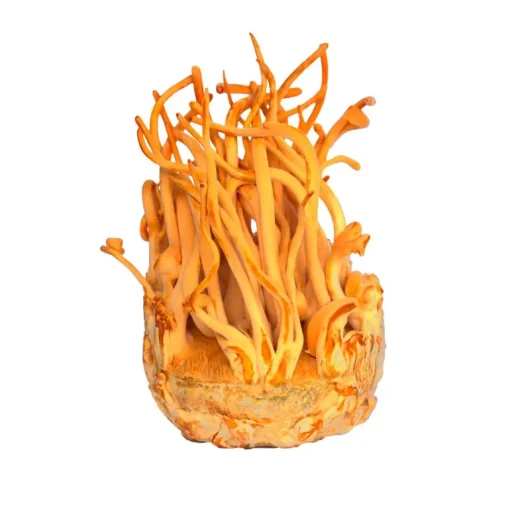 Cordyceps Sinensis Extract 30% Biologisch