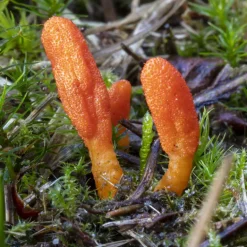 Cordyceps Sinensis Extract 30% Biologisch
