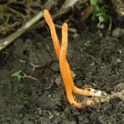 Cordyceps Sinensis Paddenstoel Poeder Biologisch