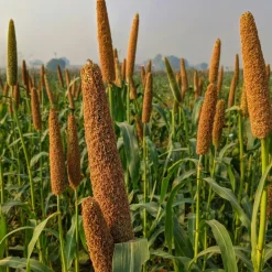 Couscous Spelt Volkoren Biologisch