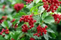 Cranberries Gezoet Biologisch