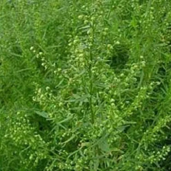 Dragon Gesneden Biologisch
