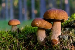 Eekhoorntjesbrood Granulaat 1-4 mm Boletos Biologisch