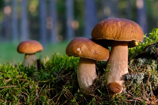 Eekhoorntjesbrood Granulaat 1-4 mm Boletos Biologisch