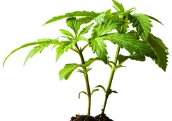 Eiwit Blend (Hennep - Erwt - Rijst) Biologisch (75% Proteïne)