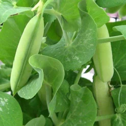 Erwten Eiwit Poeder Biologisch (80% Proteïne)