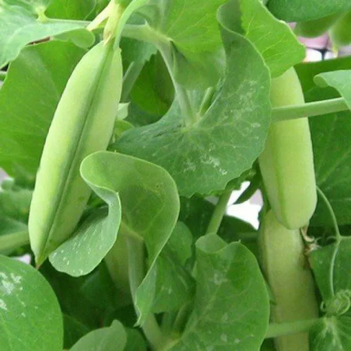 Erwten Eiwit Poeder Biologisch (80% Proteïne)