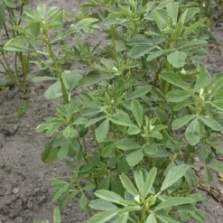 Fenegriekzaad Heel kiemarm Biologisch