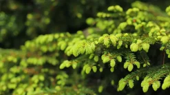 Fijnspar Dennennaalden Thee Picea Abies