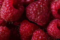 Frambozenpoeder Gevriesdroogd Biologisch
