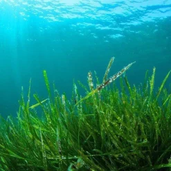Fytoblue Blauwe Spirulina Extract Poeder Biologisch