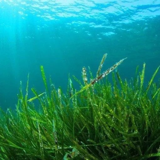 Fytoblue Blauwe Spirulina Extract Poeder