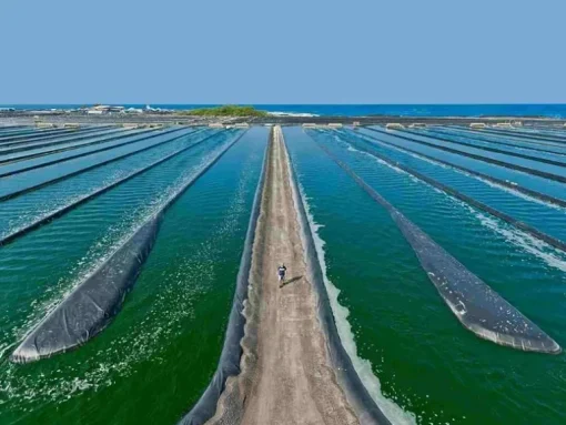 Fytoblue Blauwe Spirulina Extract Poeder