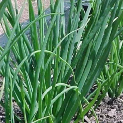 Gebakken Uien kiemarm Biologisch