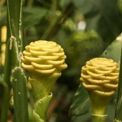 Gember Poeder kiemarm Biologisch