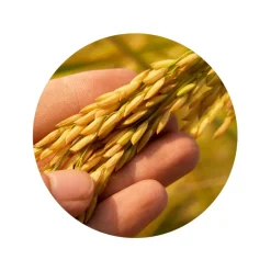 Genmaicha Thee Biologisch