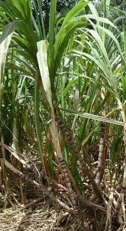Gerookte Ruwe Rietsuiker Biologisch