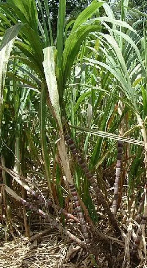 Gerookte Ruwe Rietsuiker Biologisch