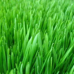 Gerstegras Poeder (EU) Biologisch
