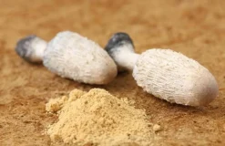Geschubde Inktzwam Poeder Coprinus comatus Biologisch