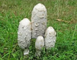 Geschubde Inktzwam Poeder Coprinus comatus Biologisch