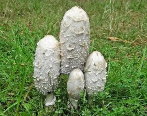 Geschubde Inktzwam Poeder Coprinus comatus Biologisch