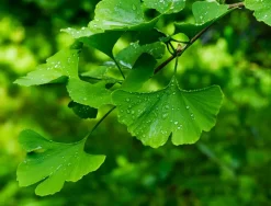 Gingko Biloba (blad) Poeder Biologisch