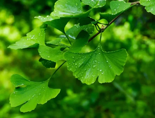 Gingko Biloba (blad) Poeder Biologisch