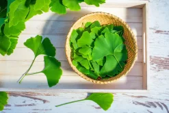 Gingko Biloba (blad) Poeder Biologisch