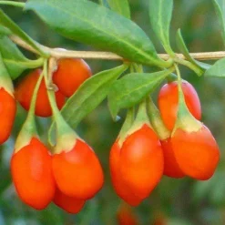 Gojibessen Biologisch