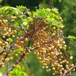 Goudbessen - Incabessen Biologisch