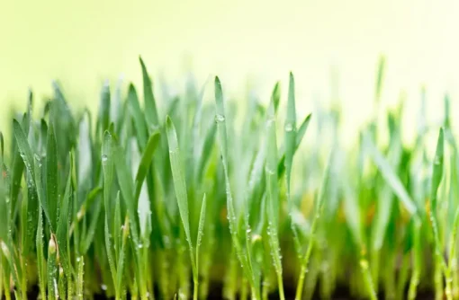 Green Blend Poeder Biologisch