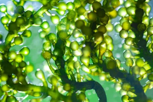 Green Blend Poeder Biologisch