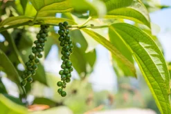 Groene Peper Heel Biologisch