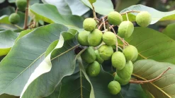 Harad Poeder Biologisch