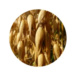 Havervlokken Grof Glutenvrij Biologisch