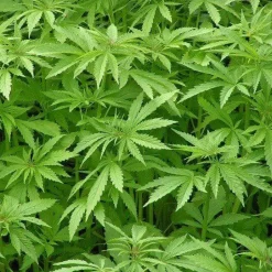 Hennep Eiwit Poeder EU Biologisch (48% Proteïne)