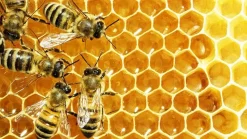 Honing Biologisch