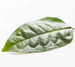 Ilex Guayusa Poeder Biologisch