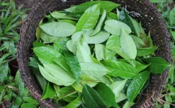 Ilex Guayusa Poeder Biologisch