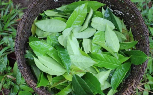 Ilex Guayusa Poeder Biologisch