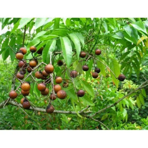 Indiase Wasnoten Sapindus Mukorossi